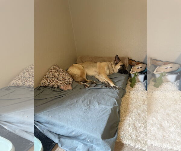 Medium Photo #5 German Shepherd Dog Puppy For Sale in Seattle, WA, USA