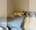Small #4 German Shepherd Dog