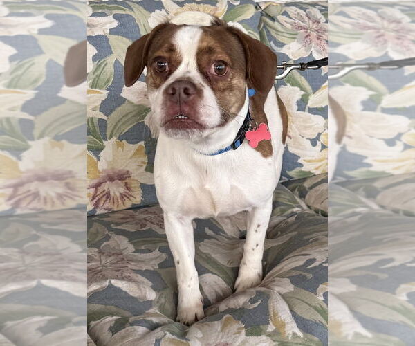 Medium Photo #6 French Bulldog-Unknown Mix Puppy For Sale in Mundelein, IL, USA