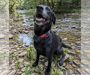 Labrador Retriever-Unknown Mix Dogs for adoption in Vail, AZ, USA
