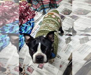 Boston Terrier Dogs for adoption in Mukwonago, WI, USA
