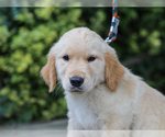 Small #4 Golden Retriever