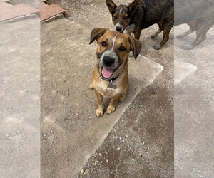 Bear - Male Australian Shepherd-Unknown Mix Dog for Adoption - Photo #6