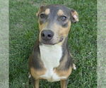 Small Catahoula Leopard Dog-Doberman Pinscher Mix
