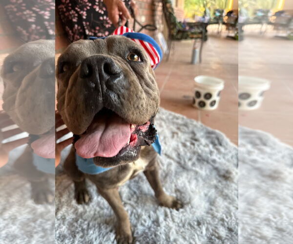 Medium Photo #7 Mutt Puppy For Sale in Goodyear, AZ, USA