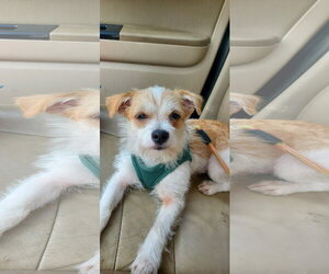Mutt Dogs for adoption in Plainfield, IL, USA
