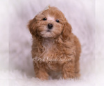 Small #4 Maltipoo (Miniature)