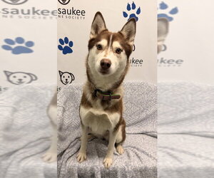 Sadie (7207) - Female Siberian Husky Dog for Adoption