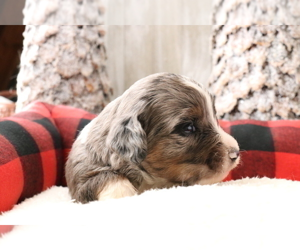 Medium Photo #2 Aussiedoodle Miniature  Puppy For Sale in STAFFORD, VA, USA
