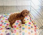 Small #11 Cock-A-Poo-Poodle (Miniature) Mix