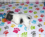 Small Photo #12 Shih Tzu Puppy For Sale in ORO VALLEY, AZ, USA