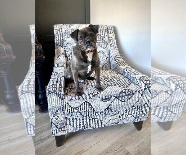 Medium Photo #2 Pug-Unknown Mix Puppy For Sale in Boise, ID, USA
