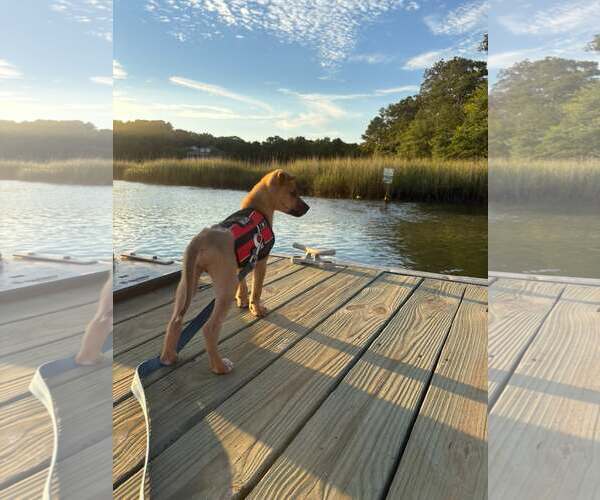 Medium Photo #4 Mutt Puppy For Sale in Mount Pleasant, SC, USA