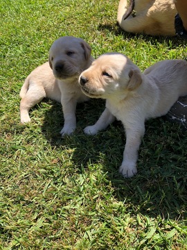 Medium Photo #1 Labrador Retriever Puppy For Sale in CHULA VISTA, CA, USA