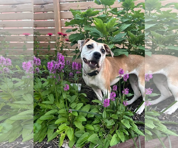 Medium Photo #4 Mutt Puppy For Sale in Germantown, OH, USA