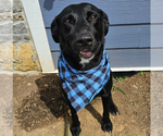 Small #4 Labrador Retriever Mix