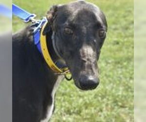 Greyhound Dogs for adoption in Grandville, MI, USA