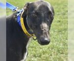 Small Greyhound