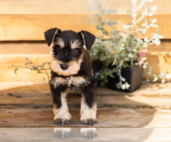 Medium Photo #3 Schnauzer (Miniature) Puppy For Sale in NAPPANEE, IN, USA