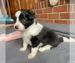 Small Photo #25 Border Collie-Papillon Mix Puppy For Sale in CULPEPER, VA, USA