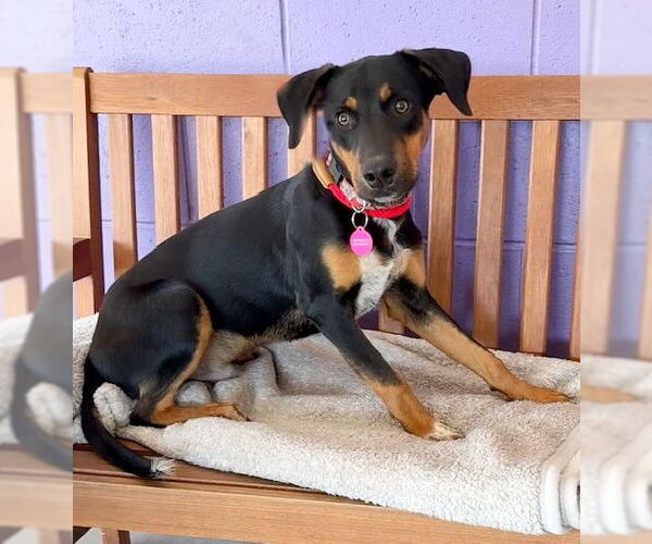 Medium Photo #1 Mutt Puppy For Sale in Genesee, WI, USA