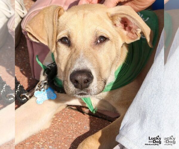 Medium Photo #2 Labrador Retriever-Unknown Mix Puppy For Sale in Washington, DC, USA