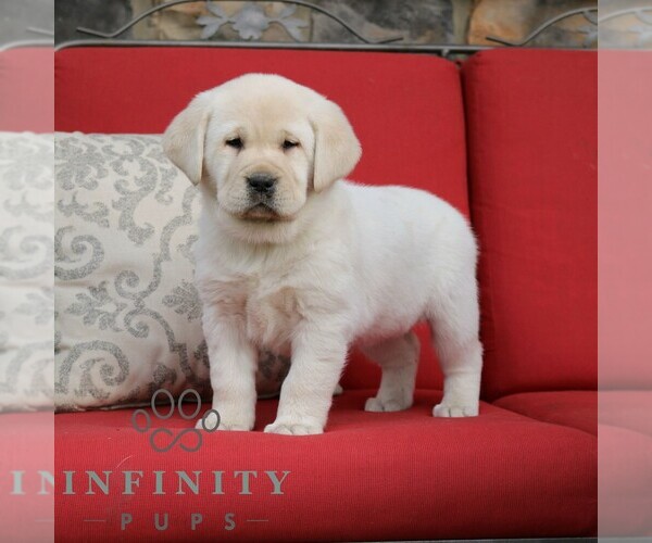 Medium Photo #1 Labrador Retriever Puppy For Sale in GORDONVILLE, PA, USA
