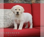 Small Photo #1 Labrador Retriever Puppy For Sale in GORDONVILLE, PA, USA