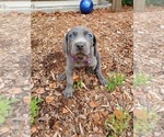 Small Photo #2 Weimaraner Puppy For Sale in BERWICK, PA, USA
