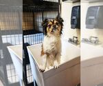 Small #2 Tibetan Spaniel