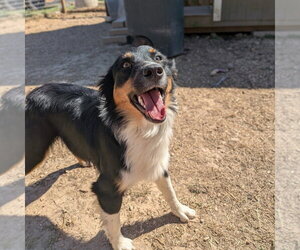 Australian Shepherd Dogs for adoption in Vail, AZ, USA