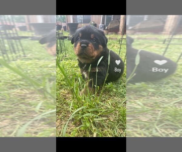 Medium Photo #2 Rottweiler Puppy For Sale in VAN BUREN, AR, USA