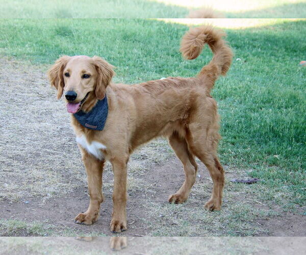 Medium Photo #5 Goldendoodle Puppy For Sale in Glendale , AZ, USA