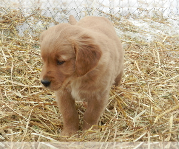 Medium Photo #3 Golden Retriever Puppy For Sale in LANCASTER, WI, USA