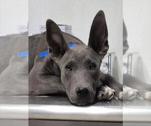 American Pit Bull Terrier-Unknown Mix Dogs for adoption in Bakersfield, CA, USA