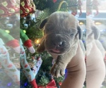 Small Photo #13 Cane Corso Puppy For Sale in HEREFORD, AZ, USA