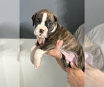 Puppy TJ Boxer