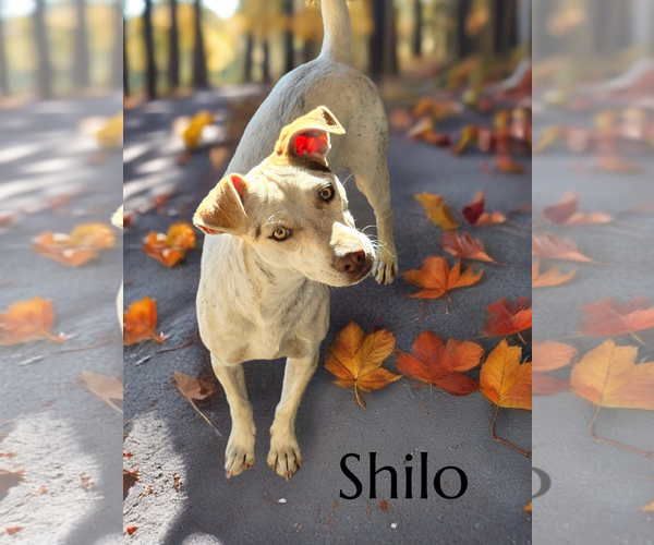 Medium Photo #1 Chihuahua-Unknown Mix Puppy For Sale in Phelan, CA, USA