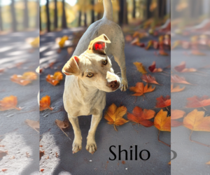 Chihuahua-Unknown Mix Dogs for adoption in Phelan, CA, USA