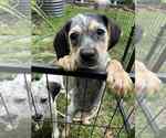 Small #1 Mutt