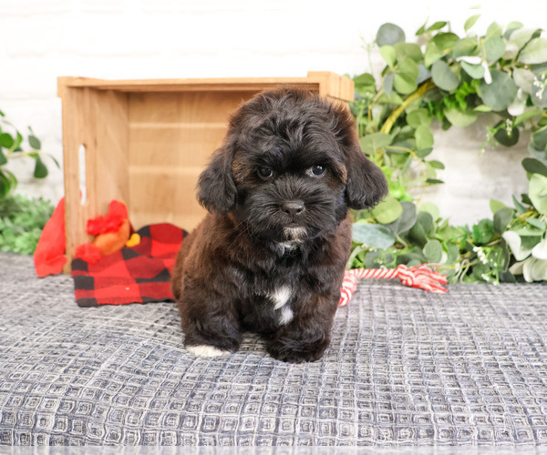 Medium Photo #5 ShihPoo Puppy For Sale in SYRACUSE, IN, USA