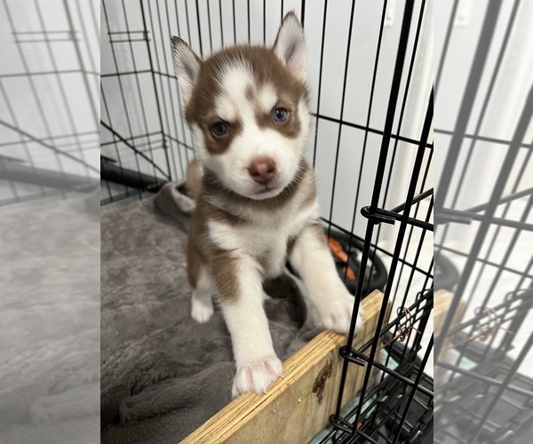 Medium Photo #3 Siberian Husky Puppy For Sale in BUTLER, NJ, USA