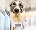 Small #1 Border Collie Mix