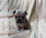 Small #1 French Bulldog