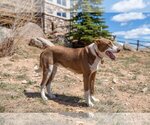 Small #5 American Pit Bull Terrier-Australian Shepherd Mix