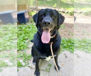Shadow (King) Havard - Male Labrador Retriever-Unknown Mix Dog for Adoption - Photo #12