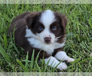 Miniature Australian Shepherd Puppy for sale in ELIZABETH CITY, NC, USA