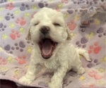 Puppy Ella Mae Bichpoo mix (+ Bichon Frise)