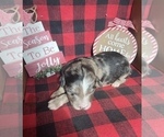 Small Photo #3 Aussiedoodle Puppy For Sale in MUNFORDVILLE, KY, USA