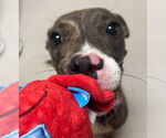 Small #2 American Pit Bull Terrier Mix